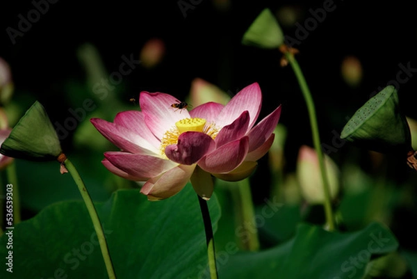 Fototapeta Un gros plan d'une belle fluer sur un fond en noir et blanc	
