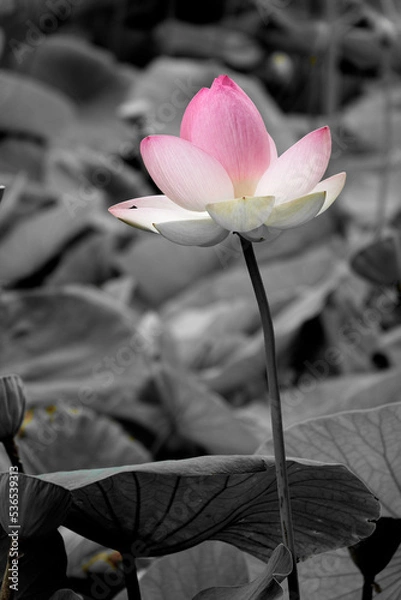 Fototapeta Un gros plan d'une belle fluer sur un fond en noir et blanc	
