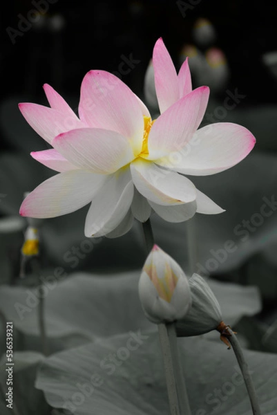 Fototapeta Un gros plan d'une belle fluer sur un fond en noir et blanc	

