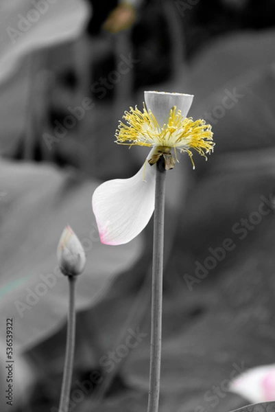 Fototapeta Un gros plan d'une belle fluer sur un fond en noir et blanc	
