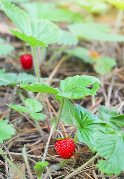 Obraz Wild strawberry berry
