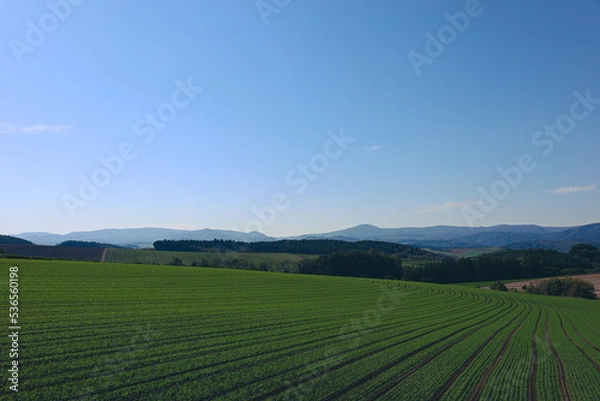 Fototapeta 美瑛の丘