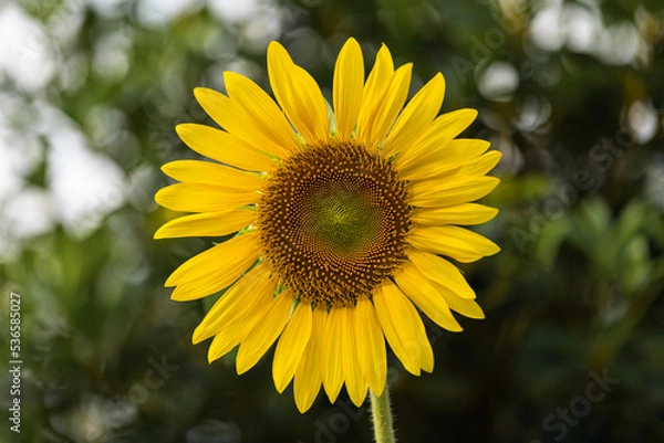 Fototapeta ひまわり