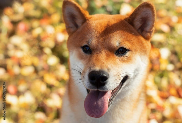 Obraz Dog breed Shiba Inu on the background of autumn leaves