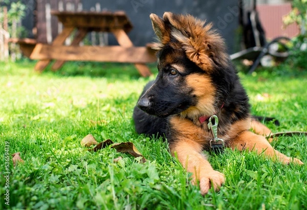 Obraz german shepherd dog