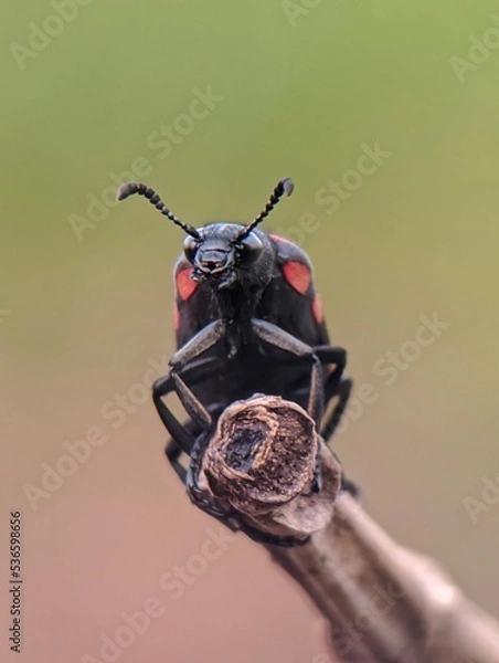 Fototapeta bug on a branch