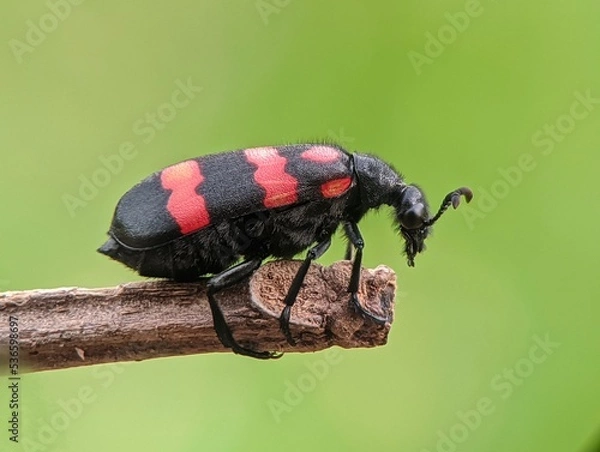 Obraz insects on the branches 