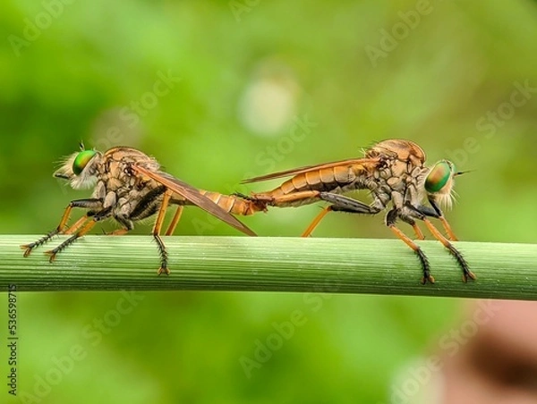 Obraz Robberfly mating on a branch 