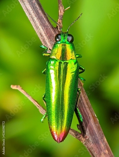 Obraz green shield bug Perched on a branch 