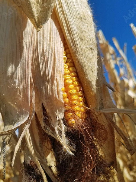 Obraz Dried Field Corn hanging with Husks