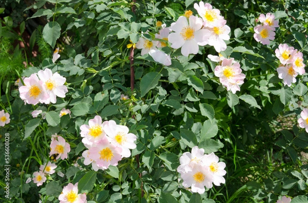 Fototapeta flowering rosehip bush