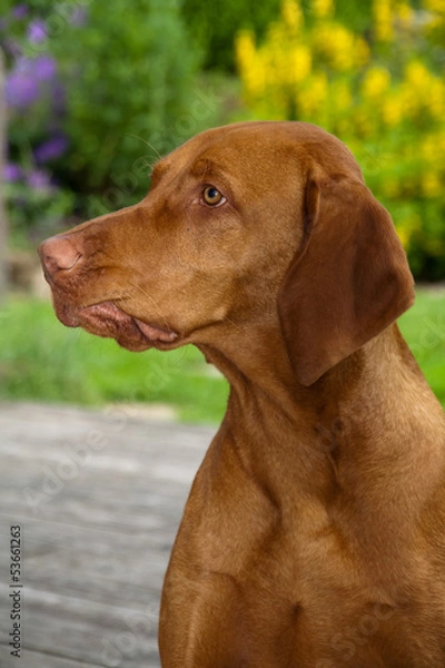 Fototapeta Mojo im Juni