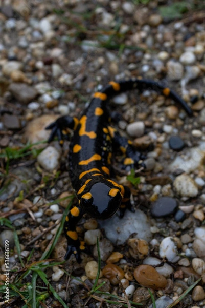 Obraz Close up of a fire salamander on a gravel path
