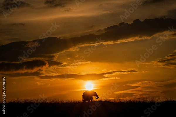 Fototapeta silhouette of a elephant against setting sun in Kenya Masai Mara. 