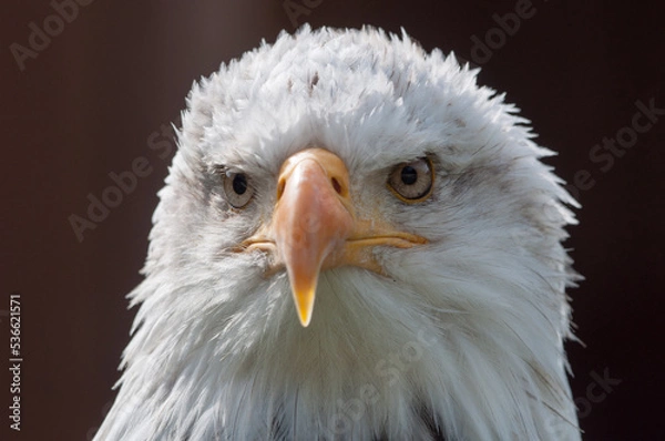 Obraz Portrait Weißkopfseeadler
