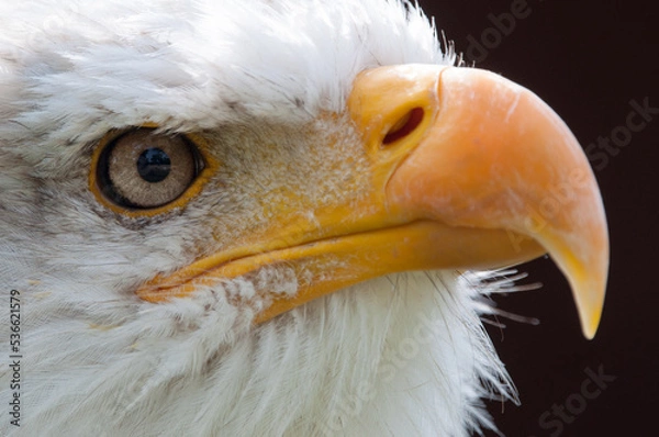 Obraz Portrait Weißkopfseeadler