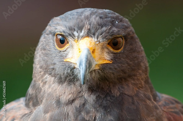 Obraz Portrait Wüstenbussard