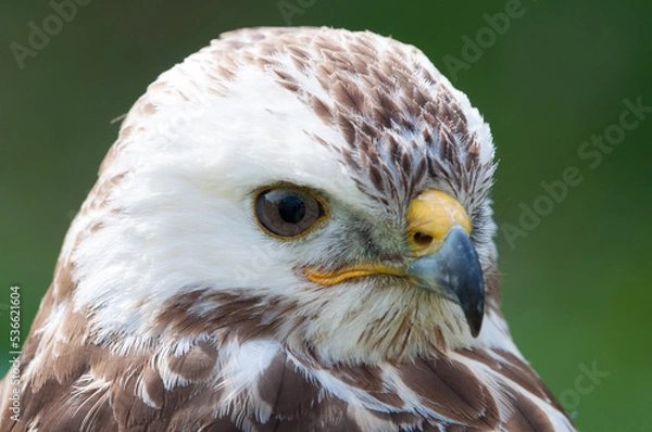 Obraz Portrait Mäusebussard