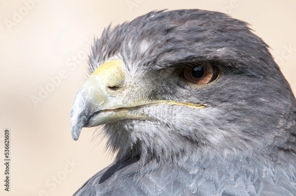 Obraz Portrait Blaubussard