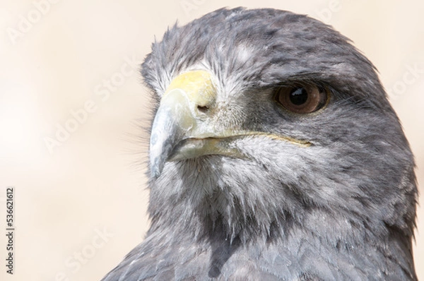 Obraz Portrait Blaubussard