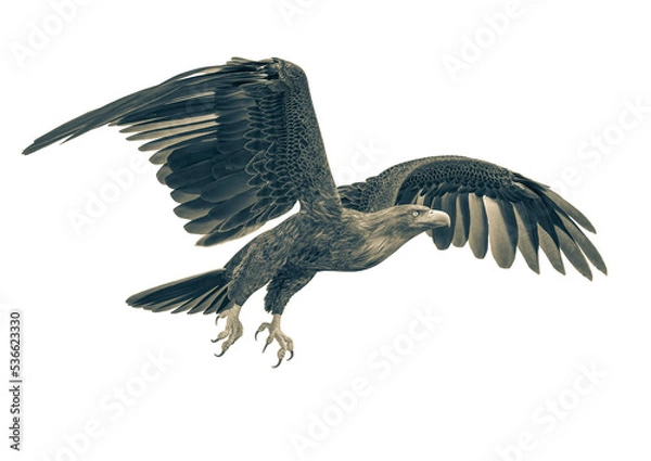 Obraz deepsea eagle flying on white background