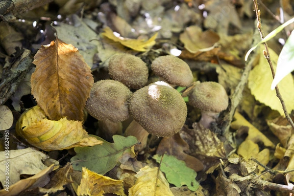 Obraz mushrooms in the forest