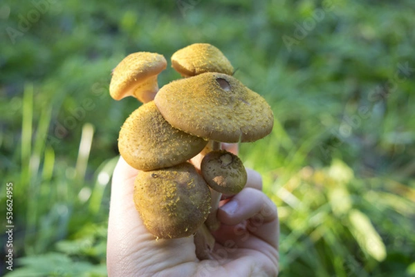 Obraz mushrooms in the forest