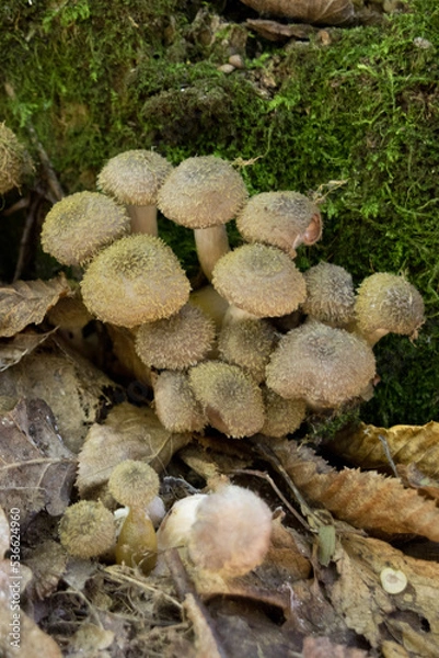 Obraz mushrooms in the forest