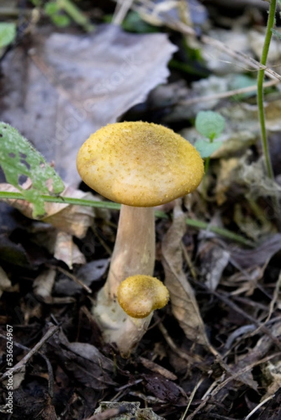 Fototapeta mushroom in the forest
