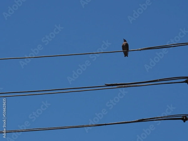 Obraz bird