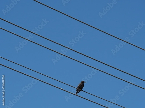 Obraz bird seating on the power lines