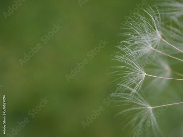 Obraz dandelion