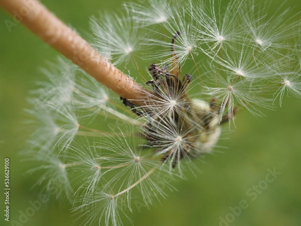 Obraz dandelion