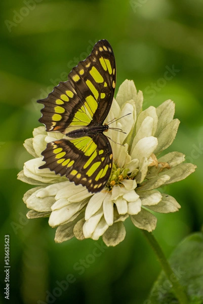 Obraz butterfly on flower