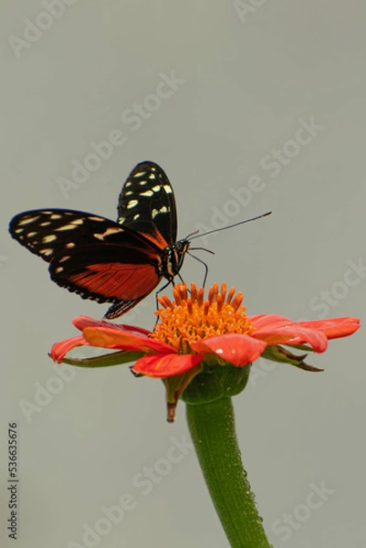 Obraz butterfly on flower