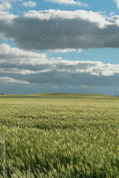 Obraz wheat field and sky