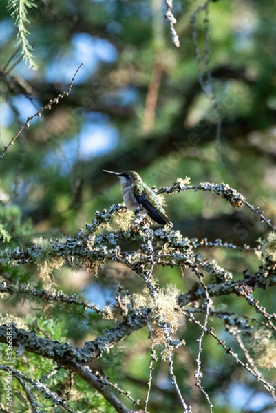 Obraz humming bird in the trees.