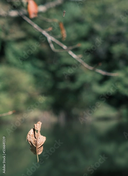 Fototapeta 蜘蛛の糸と枯葉