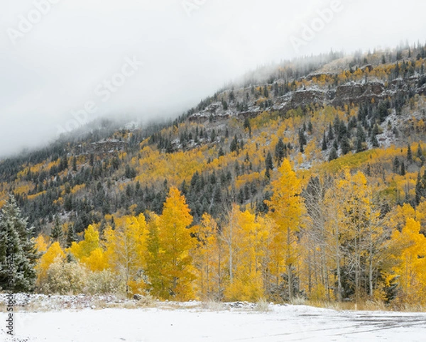 Fototapeta autumn forest in the mountains with first snow