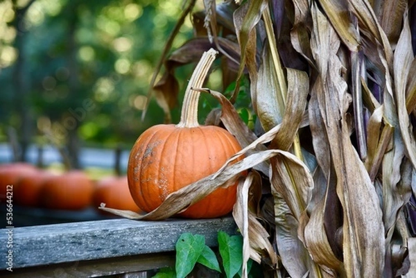 Obraz Single, orange pumpkin sitting on a wooden railing.