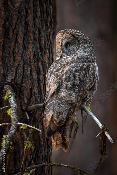 Fototapeta great gray owl sitting on a limb of a pine forest in Oregon