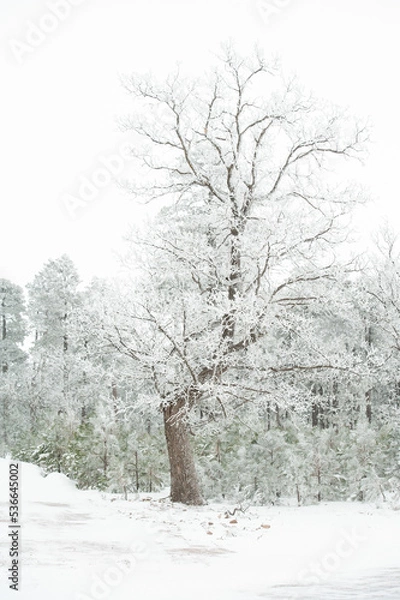 Fototapeta trees in snow