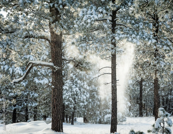 Fototapeta Snowfall From Pine Tree