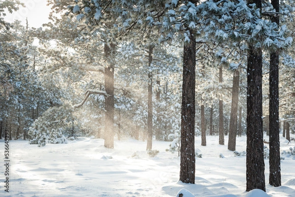 Fototapeta snow covered trees with sun's rays
