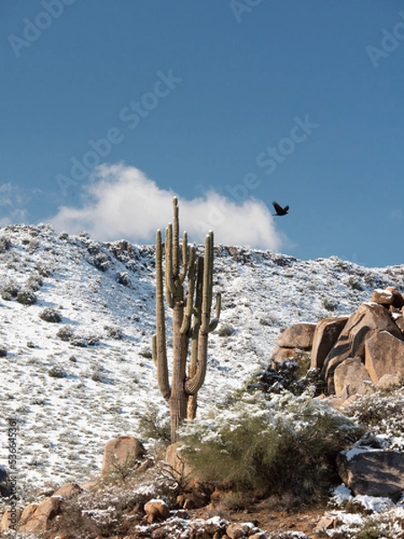 Fototapeta Saguaro Cactus in Snow with Flying Raven