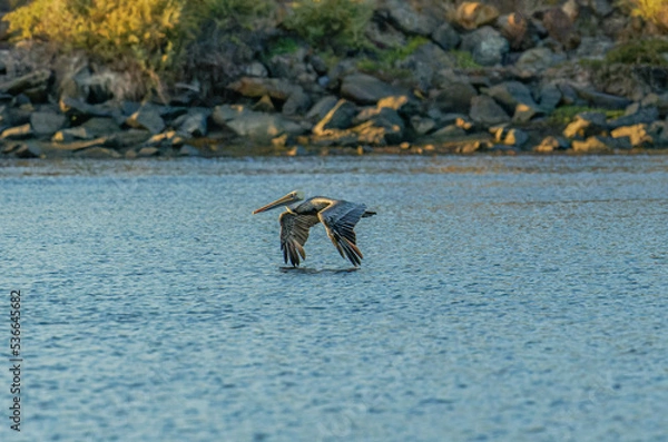Fototapeta A pelican gliding over the water at golden hour 