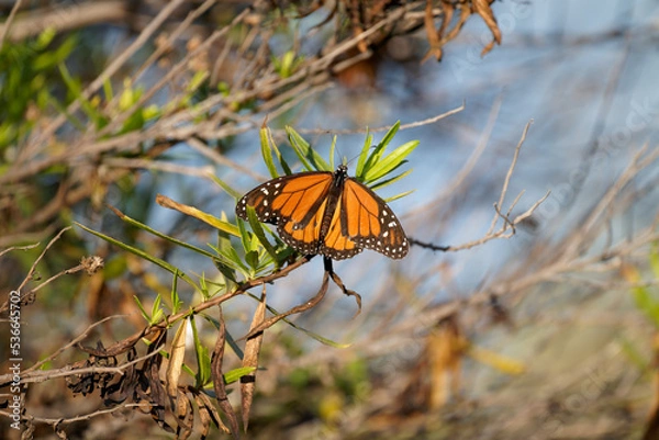 Fototapeta A monarch butterfly on a branch