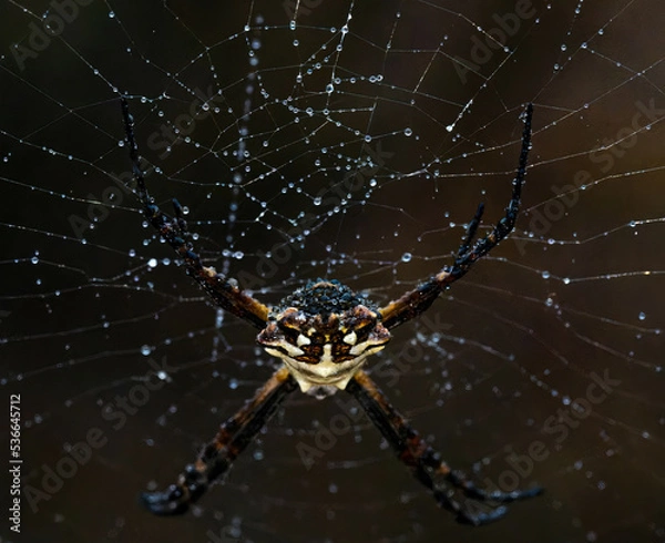 Fototapeta A golden orb weaver