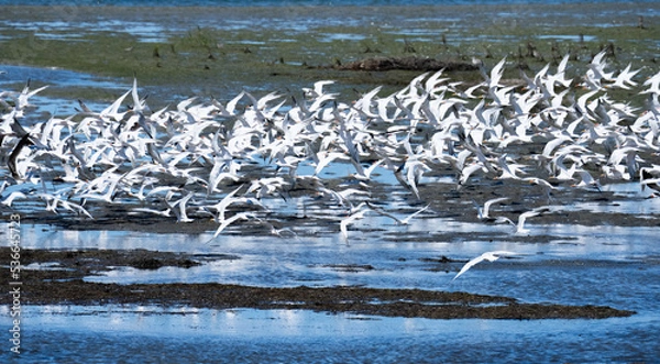 Fototapeta Flock of birds 