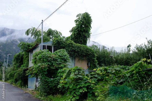 Fototapeta 緑に覆われた小屋